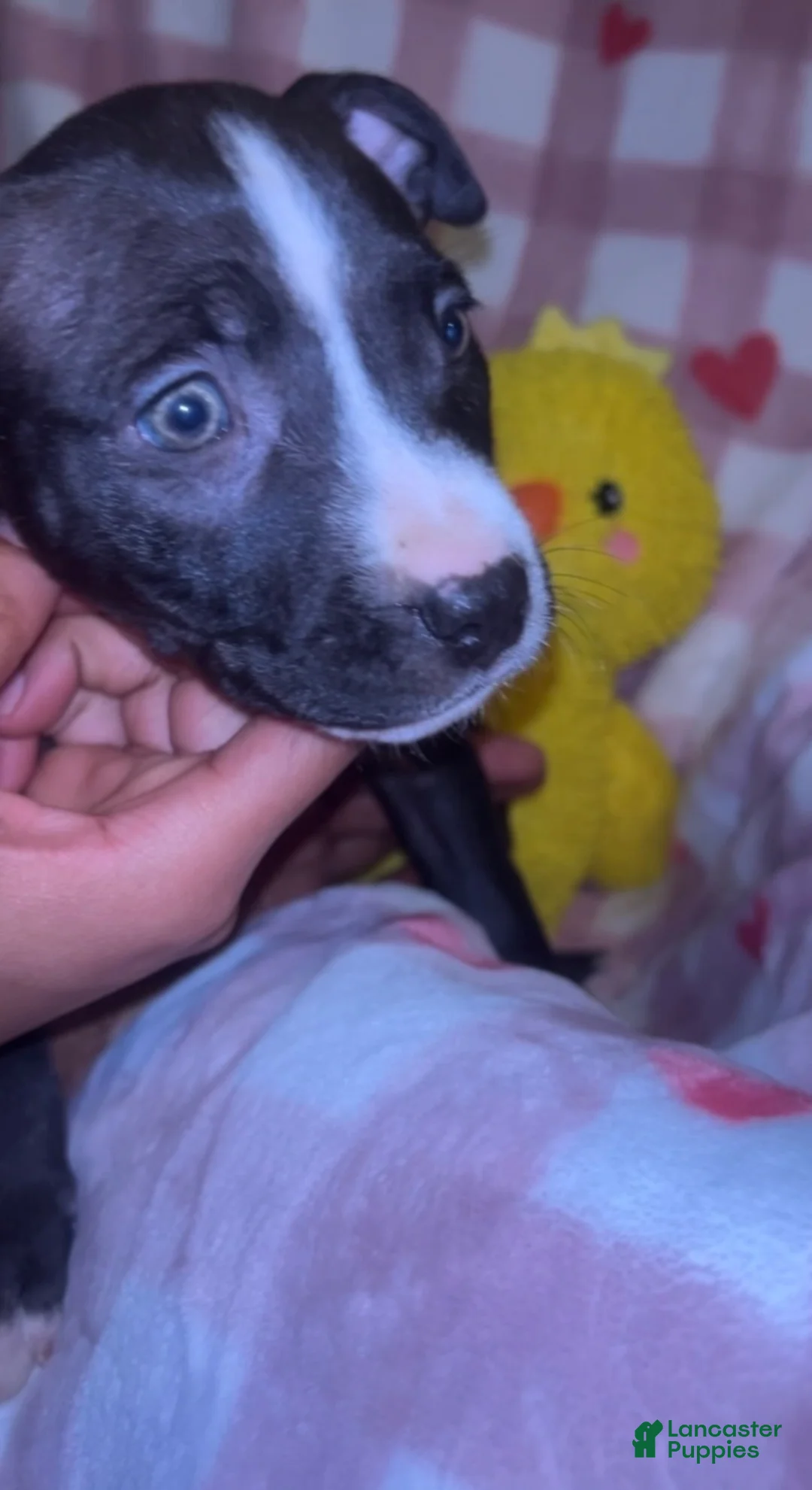 American Pit Bull Terrier dogs for sale: Bella - Ad 5