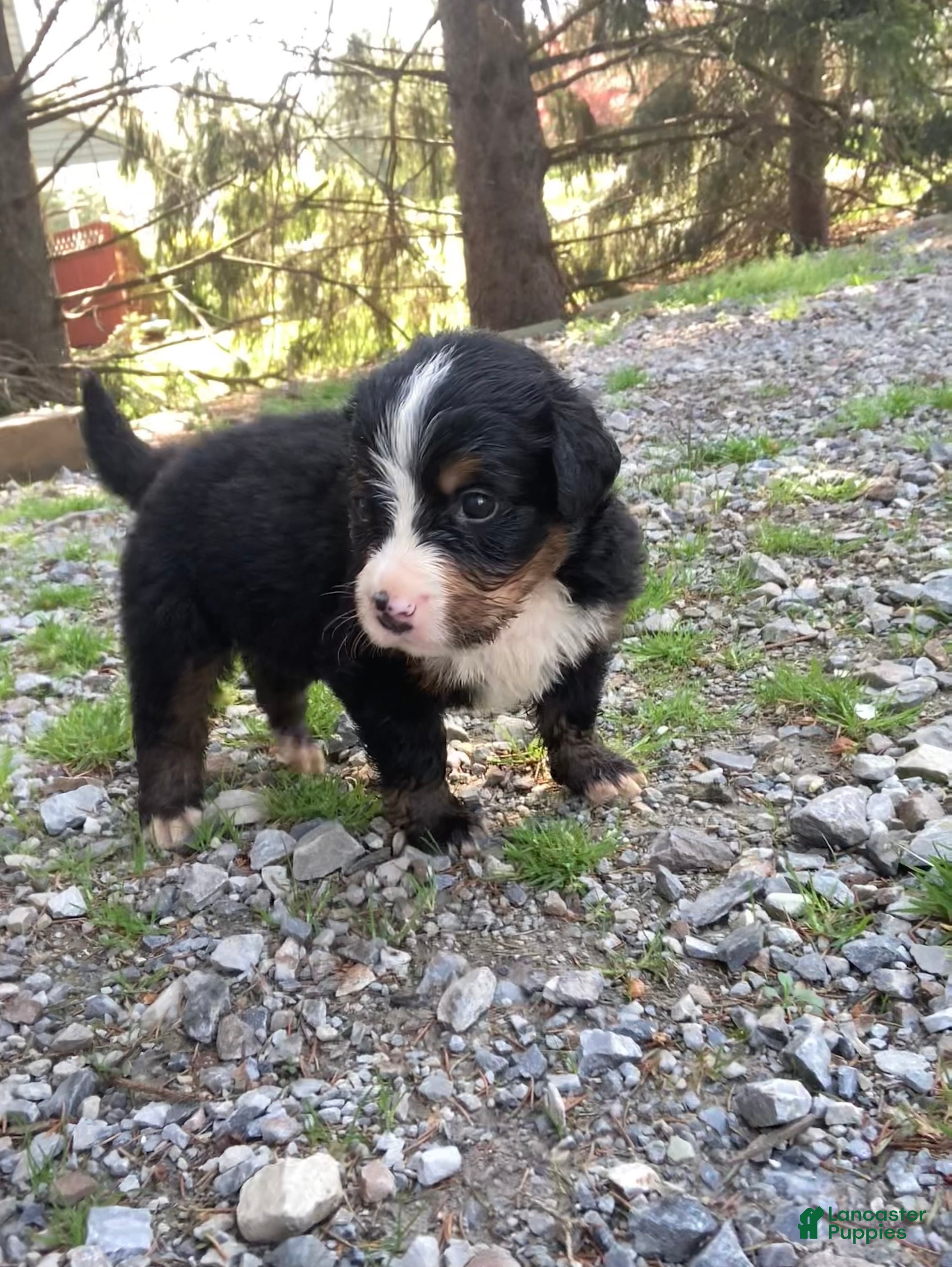 Bernese Mountain Dog dogs Jerry - Ad 2