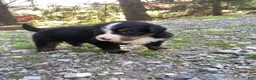 Bernese Mountain Dog dogs for sale: Jerry - Ad 9