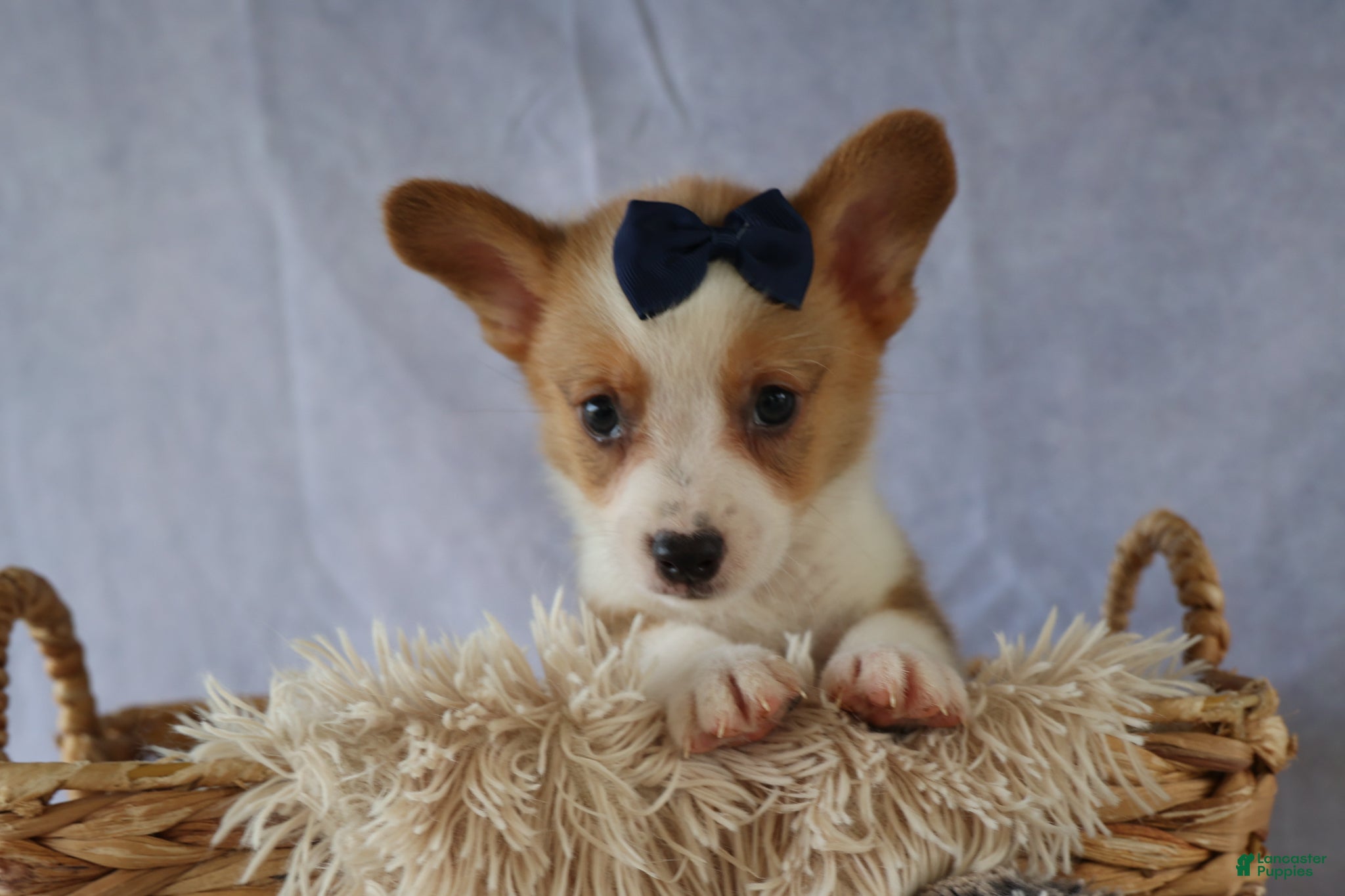 Welsh Corgi Pembroke dogs Zander 🐾 - Ad 1