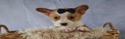 Welsh Corgi Pembroke dogs for sale: Zander 🐾 - Ad 18