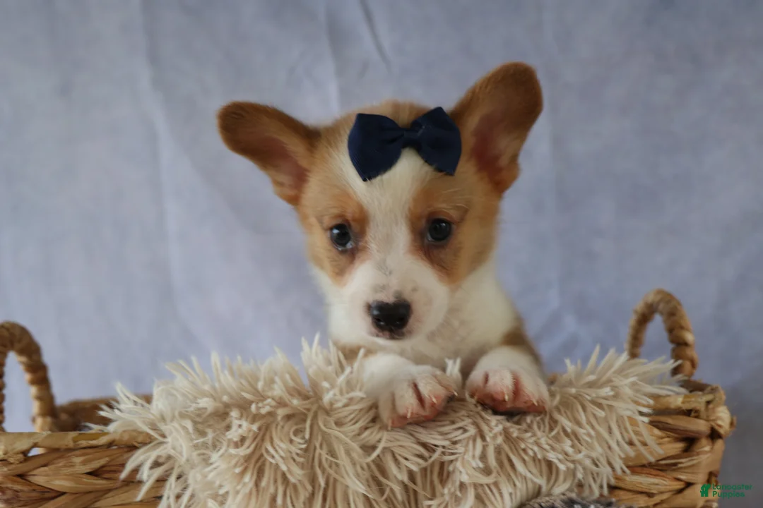 Welsh Corgi Pembroke dogs for sale: Zander 🐾 - Ad 2