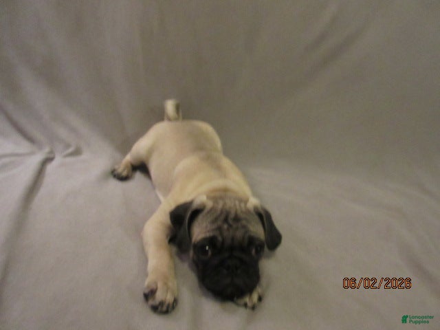 Pug dogs for sale: Clyde - Ad 12