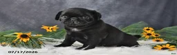 Pug dogs for sale: Kash - Ad 4