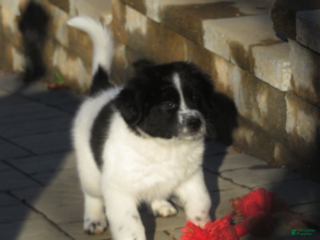 Newfoundland dogs for sale: Marcie - Ad 7