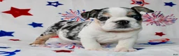 English Bulldog dogs for sale: Farah  - Ad 4