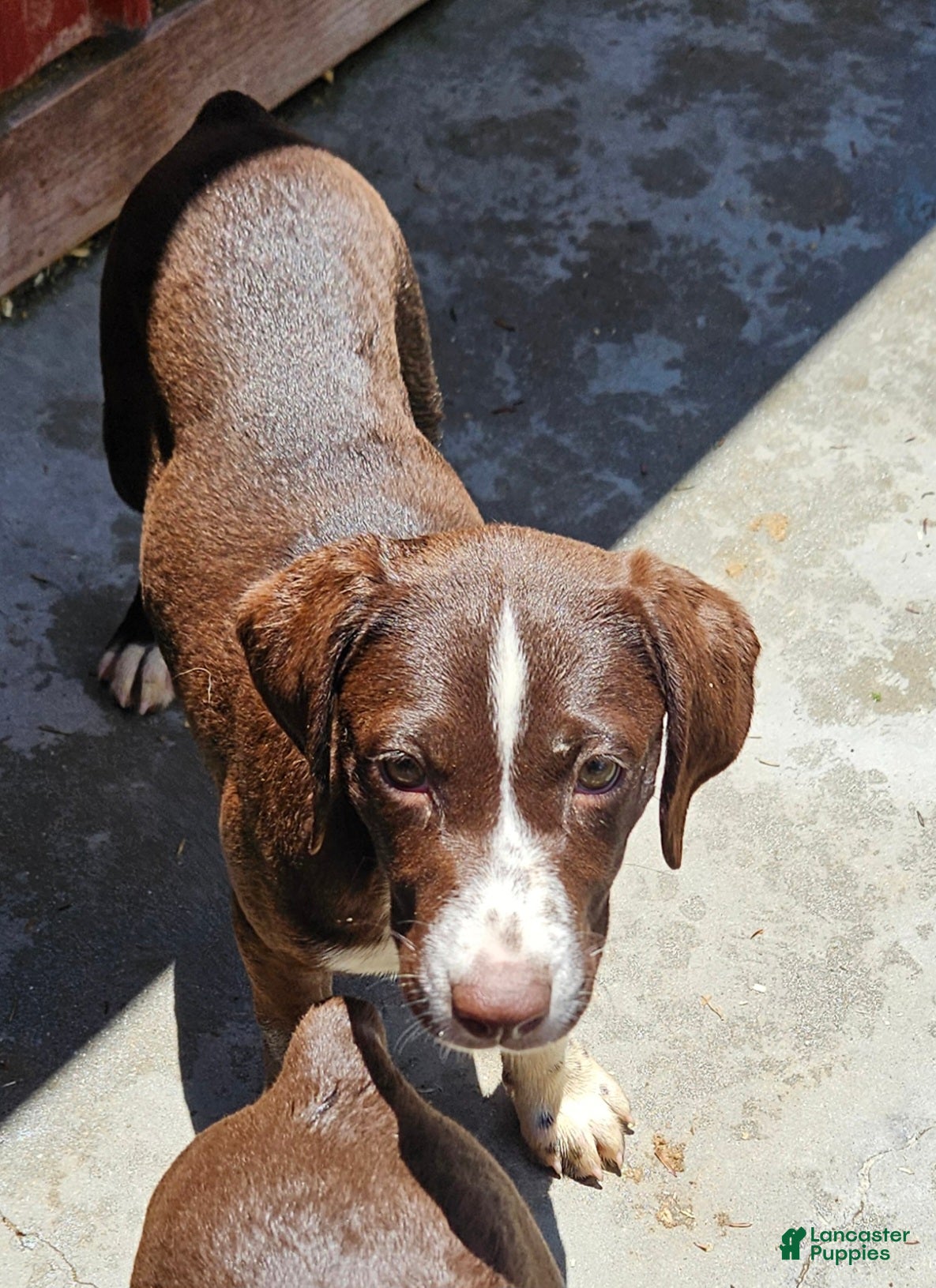 Mixed Breed dogs Mixed Breed Puppy 2 - Ad 2