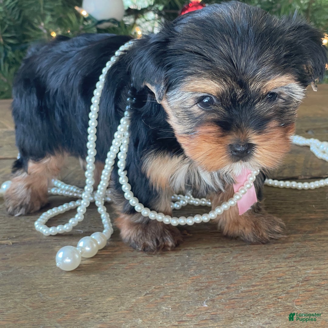 Mixed Breed dogs for sale: Lucy - Ad 2