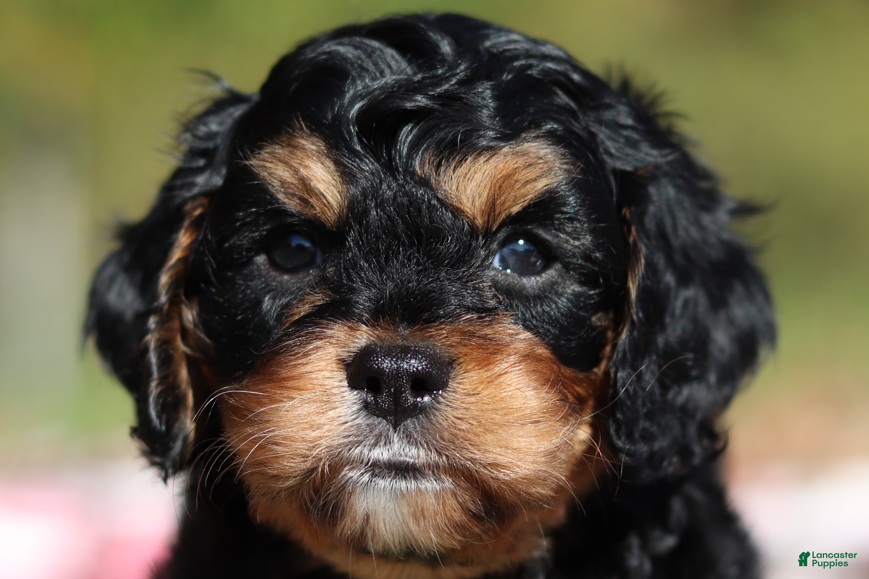 Cavapoo dogs Dax - Ad 1