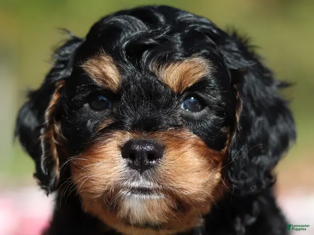 Cavapoo dogs for sale: Dax - Ad 1
