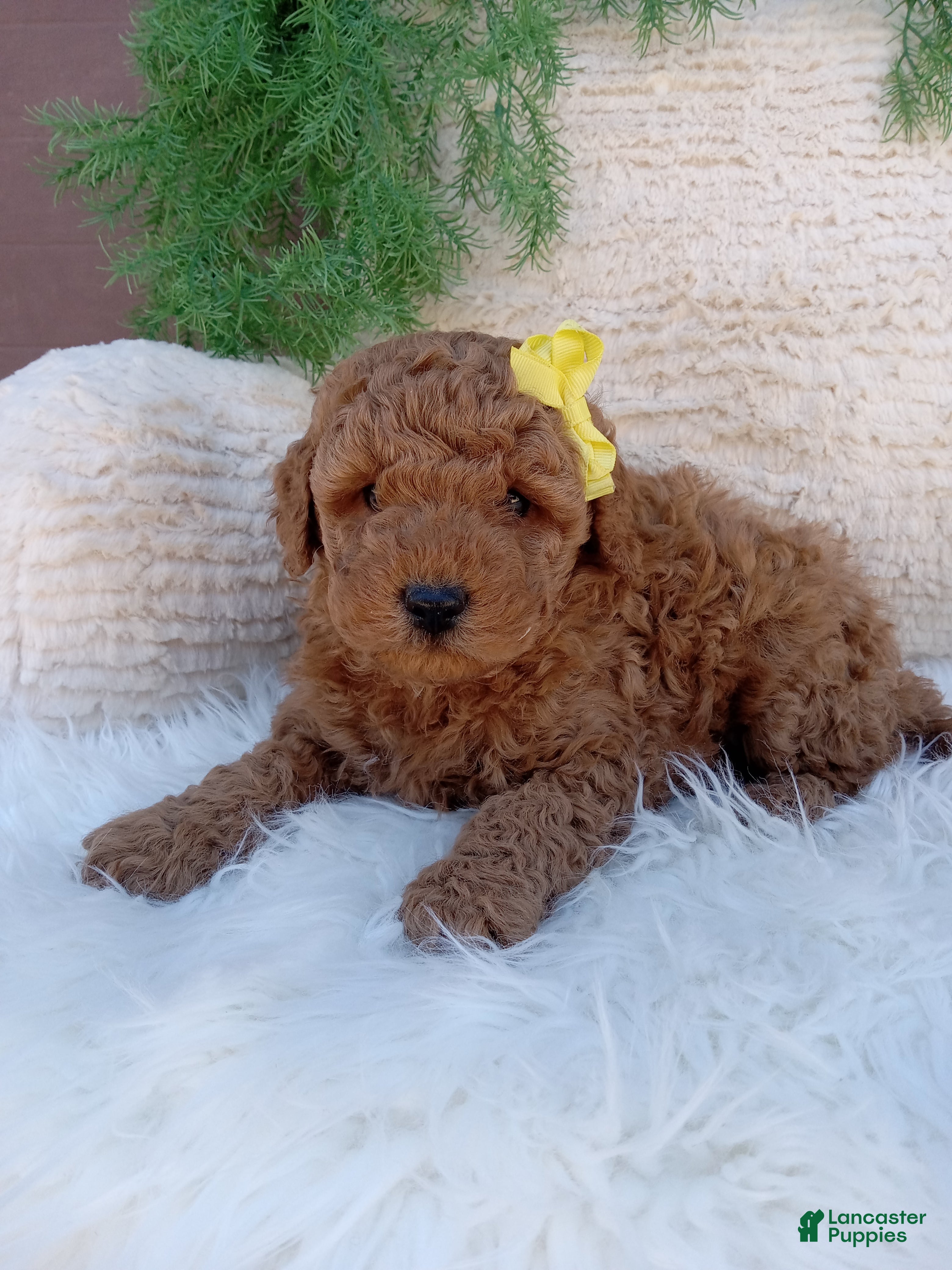 Mini Goldendoodle dogs Toby  - Ad 1