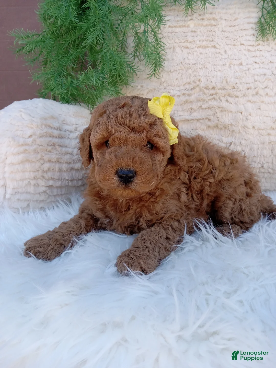 Mini Goldendoodle dogs for sale: Toby  - Ad 1
