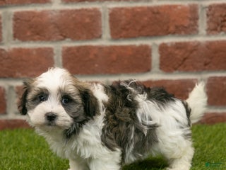 Havapoo dogs Ace - Ad 16