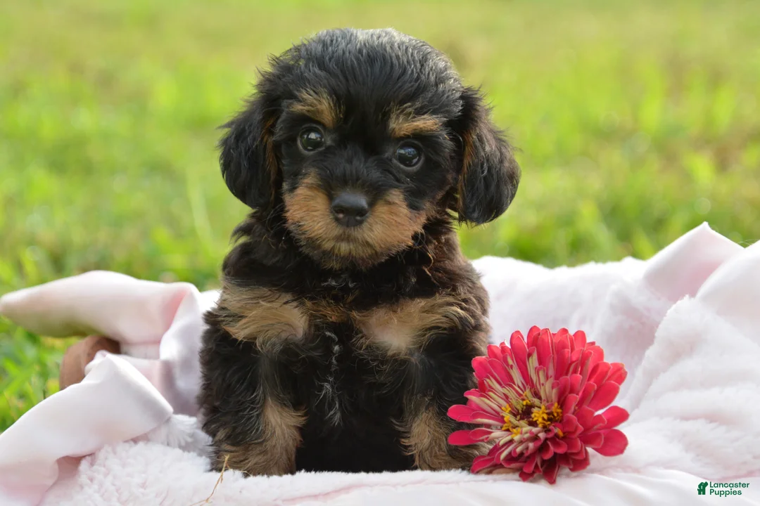Yorkiepoo dogs for sale: Yorkiepoo 3 - Ad 5