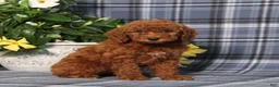 Miniature Poodle dogs for sale: Nelly - Ad 4