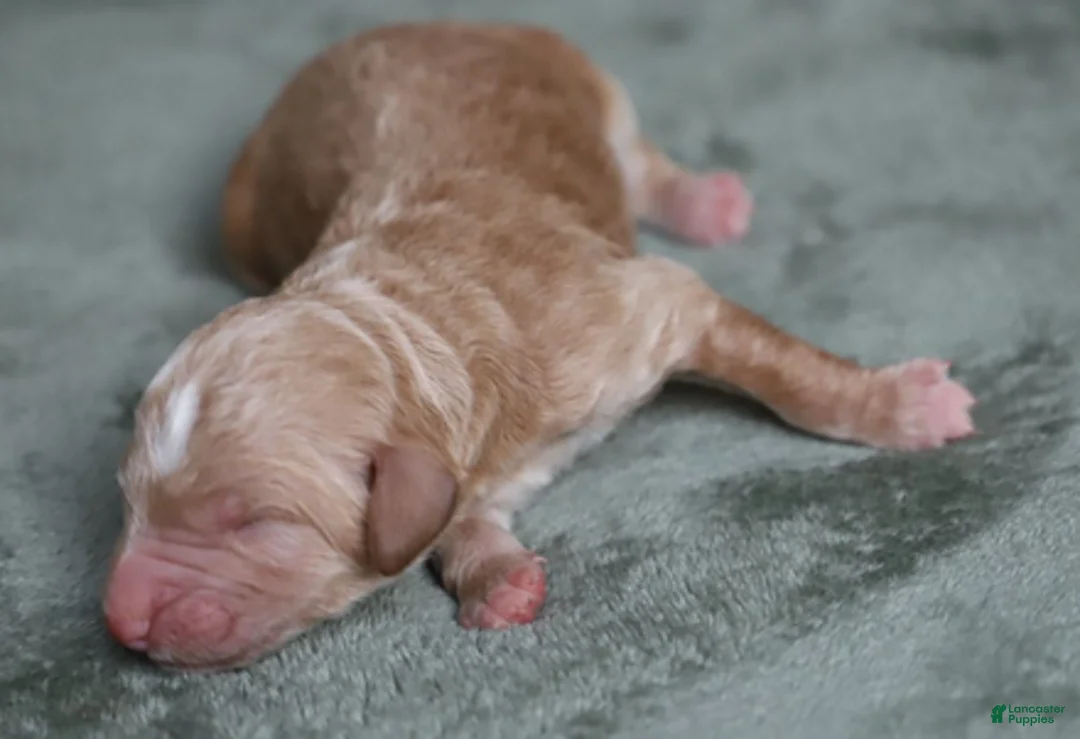 Goldendoodle dogs for sale: Atlas - Ad 6