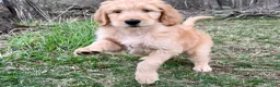 Double Doodle dogs for sale: Double Doodle Puppy 1 - Ad 4