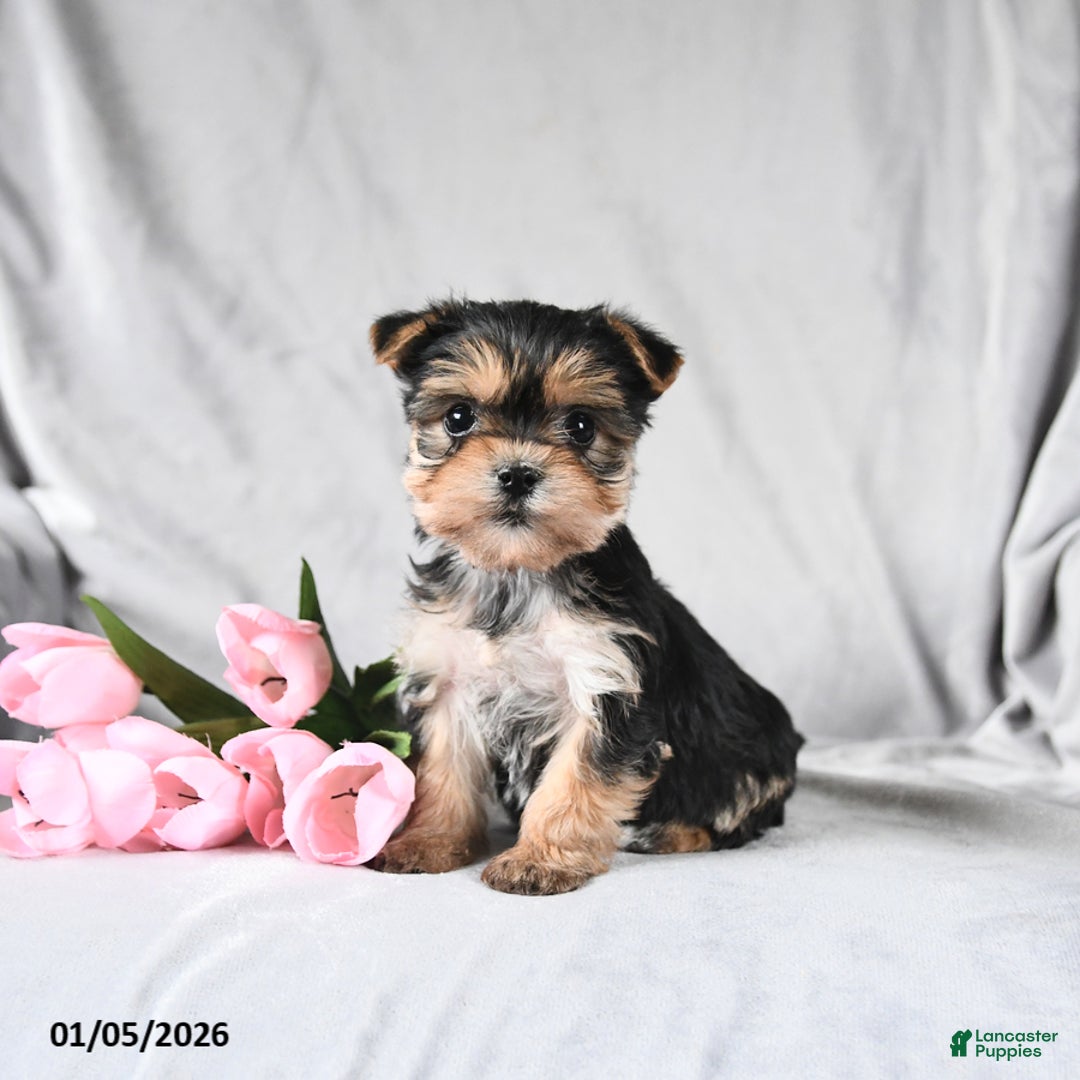 Morkie dogs for sale: Clover - Ad 2