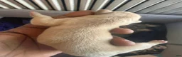 French Bulldog dogs for sale: French Bulldog 2 - Ad 3