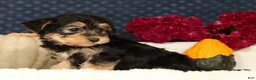 Yochon dogs for sale: Thomas - Ad 6