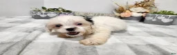 Teddy Bear dogs for sale: Clover - Ad 3