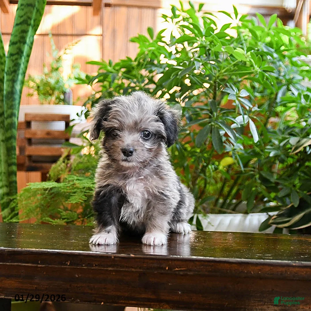 Sheltiedoodle dogs for sale: Lolo - Ad 3