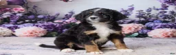 Bernedoodle dogs for sale: Lyle - Ad 4