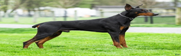 Doberman Pinscher dogs for sale: Black Ace - Ad 4