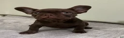 French Bulldog dogs for sale: Bear - Ad 6