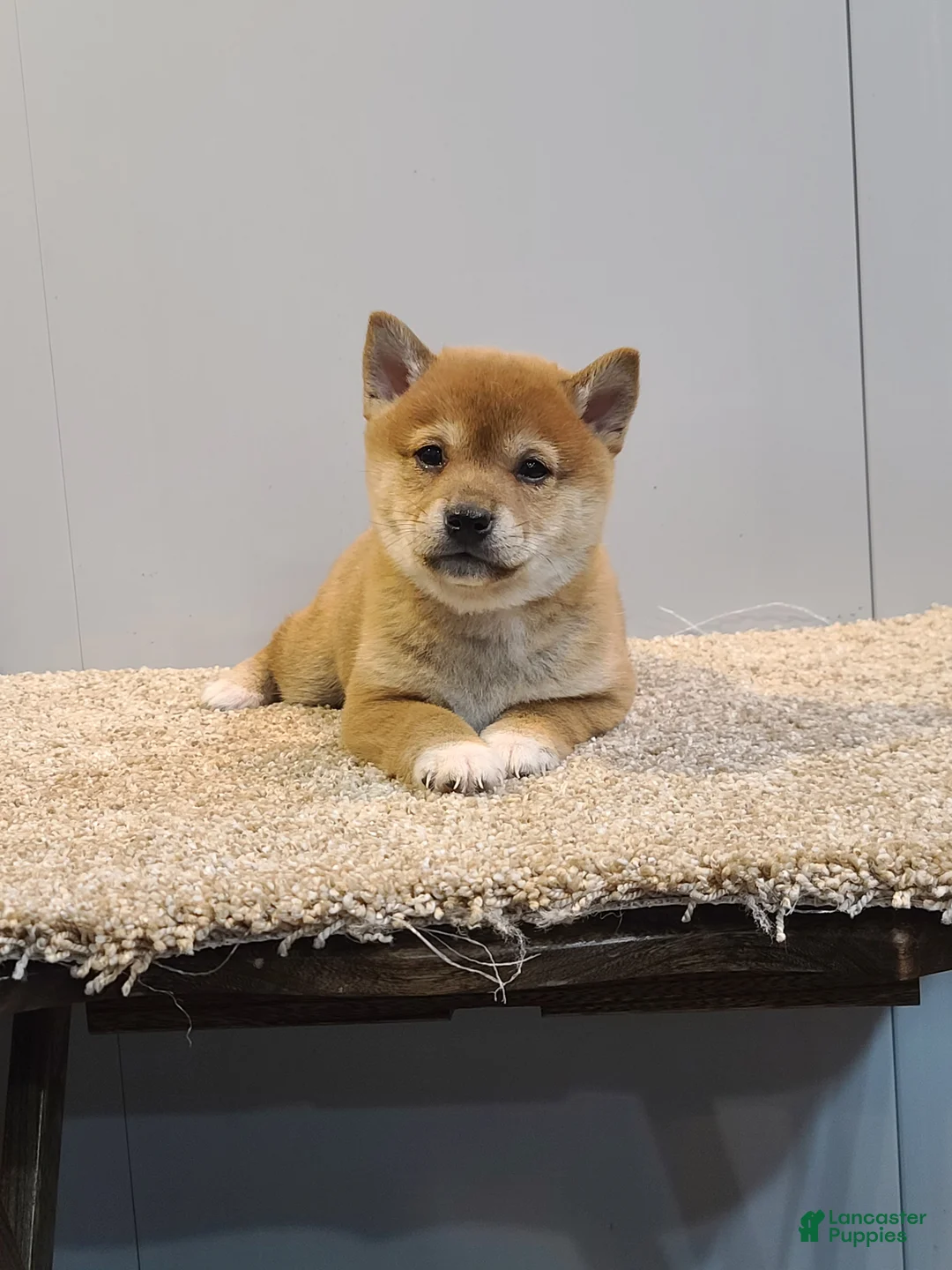 Shiba Inu dogs for sale: Tex - Ad 1