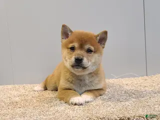 Shiba Inu dogs for sale: Tex - Ad 4