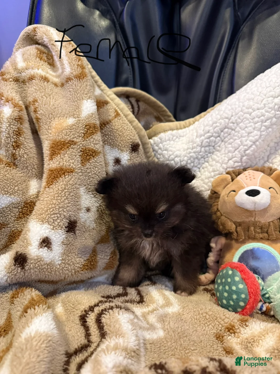 Pomeranian dogs for sale: Suzy  - Ad 2