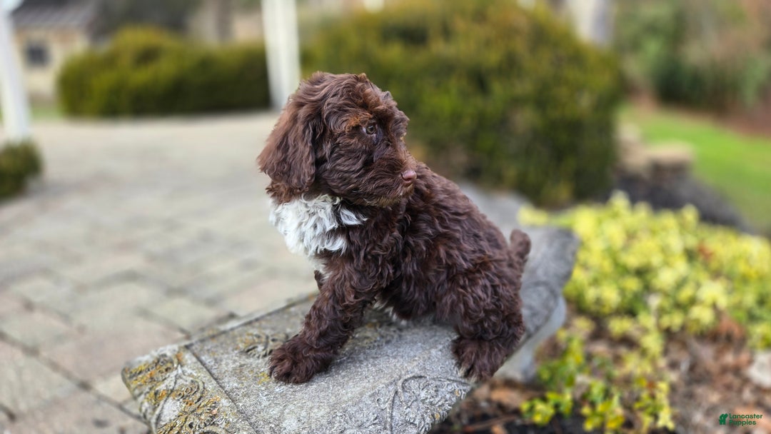 Portuguese Water Dog dogs for sale: Tori - Ad 21