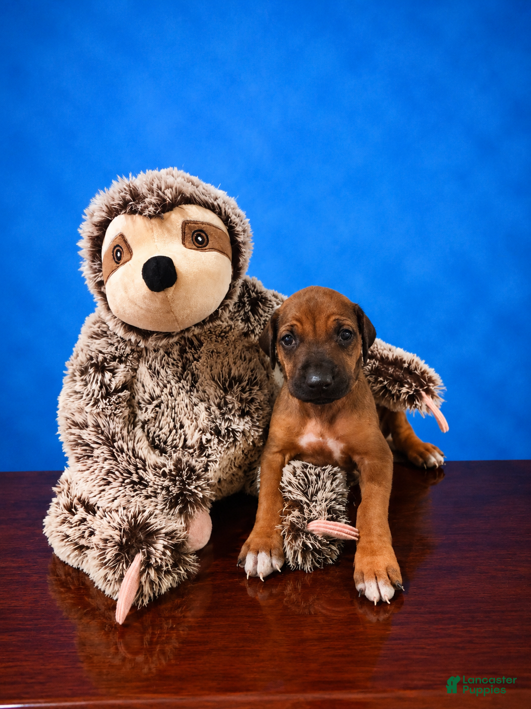 Rhodesian Ridgeback dogs Rhodesian Ridgeback Puppy 7 - Ad 2