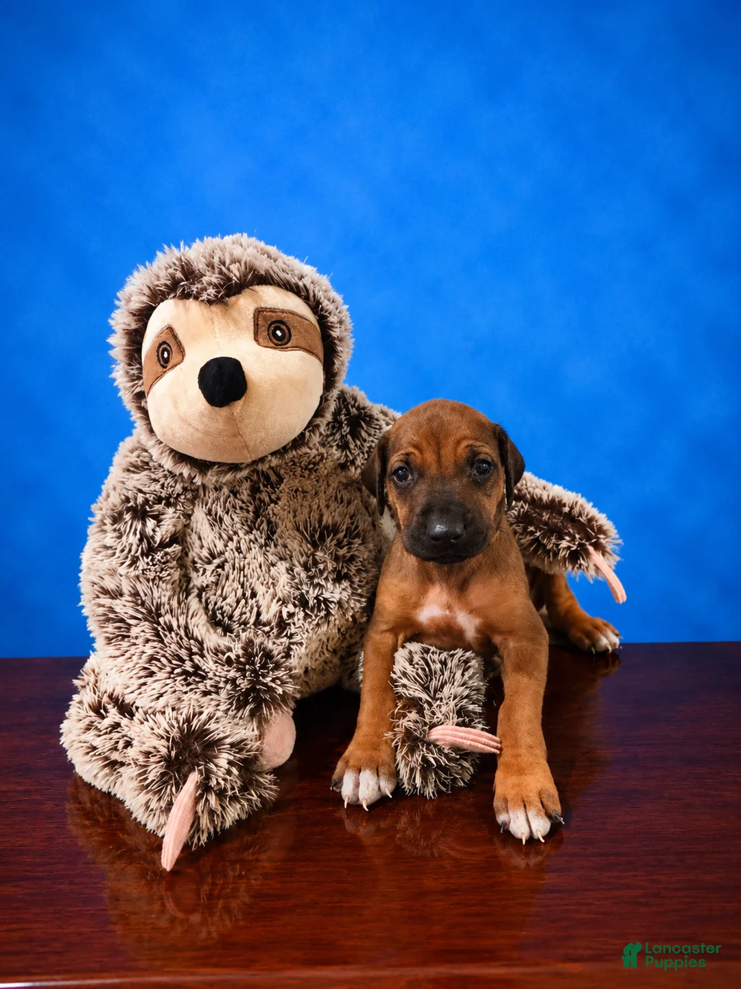 Rhodesian Ridgeback dogs for sale: Rhodesian Ridgeback Puppy 7 - Ad 2