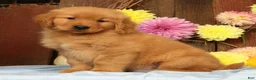 Golden Retriever dogs for sale: Harold - Ad 5