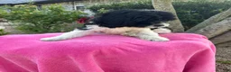 Mixed Breed dogs for sale: Designer Doodle - Ad 3
