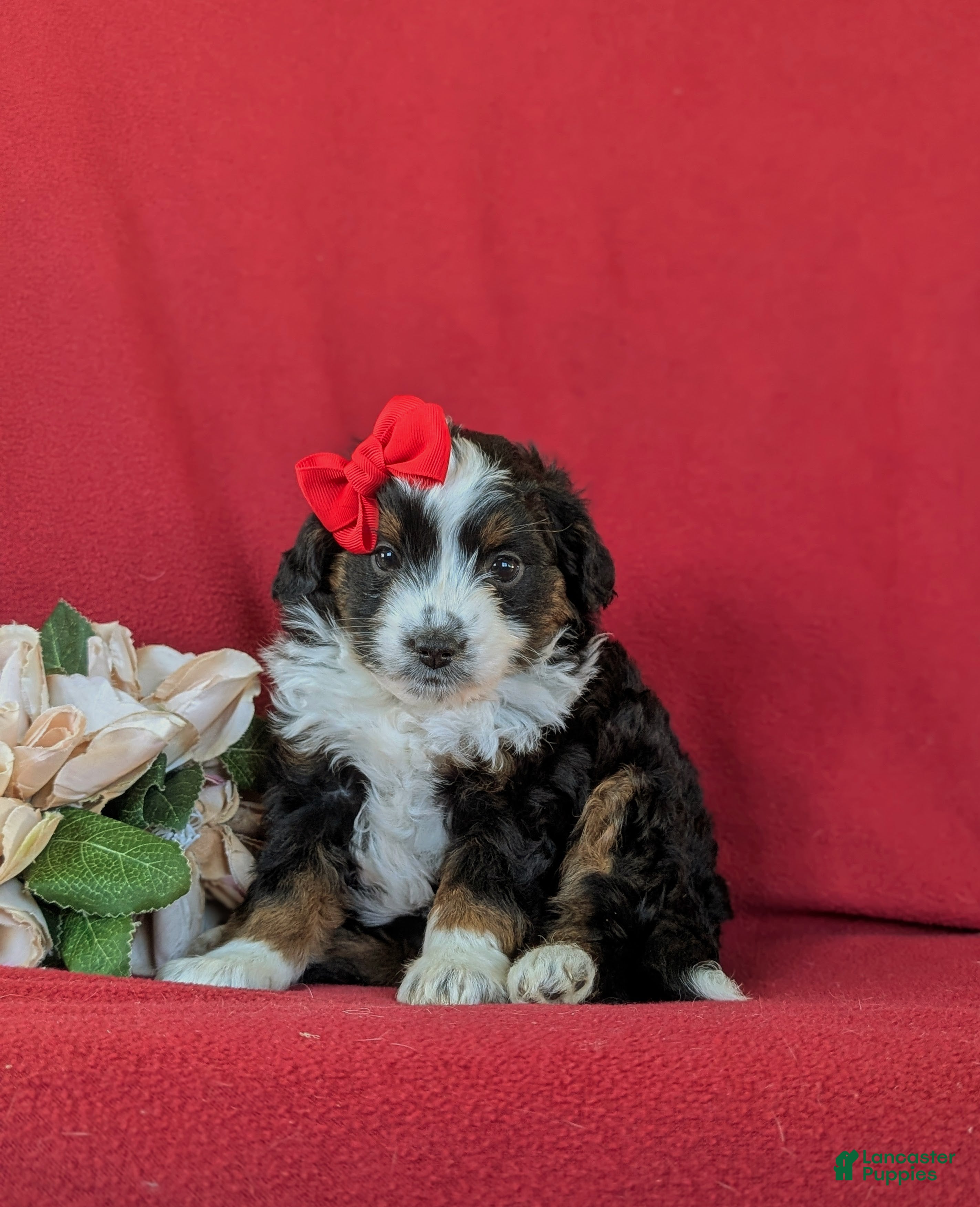 Mini Aussiedoodle dogs Lexie - Ad 1