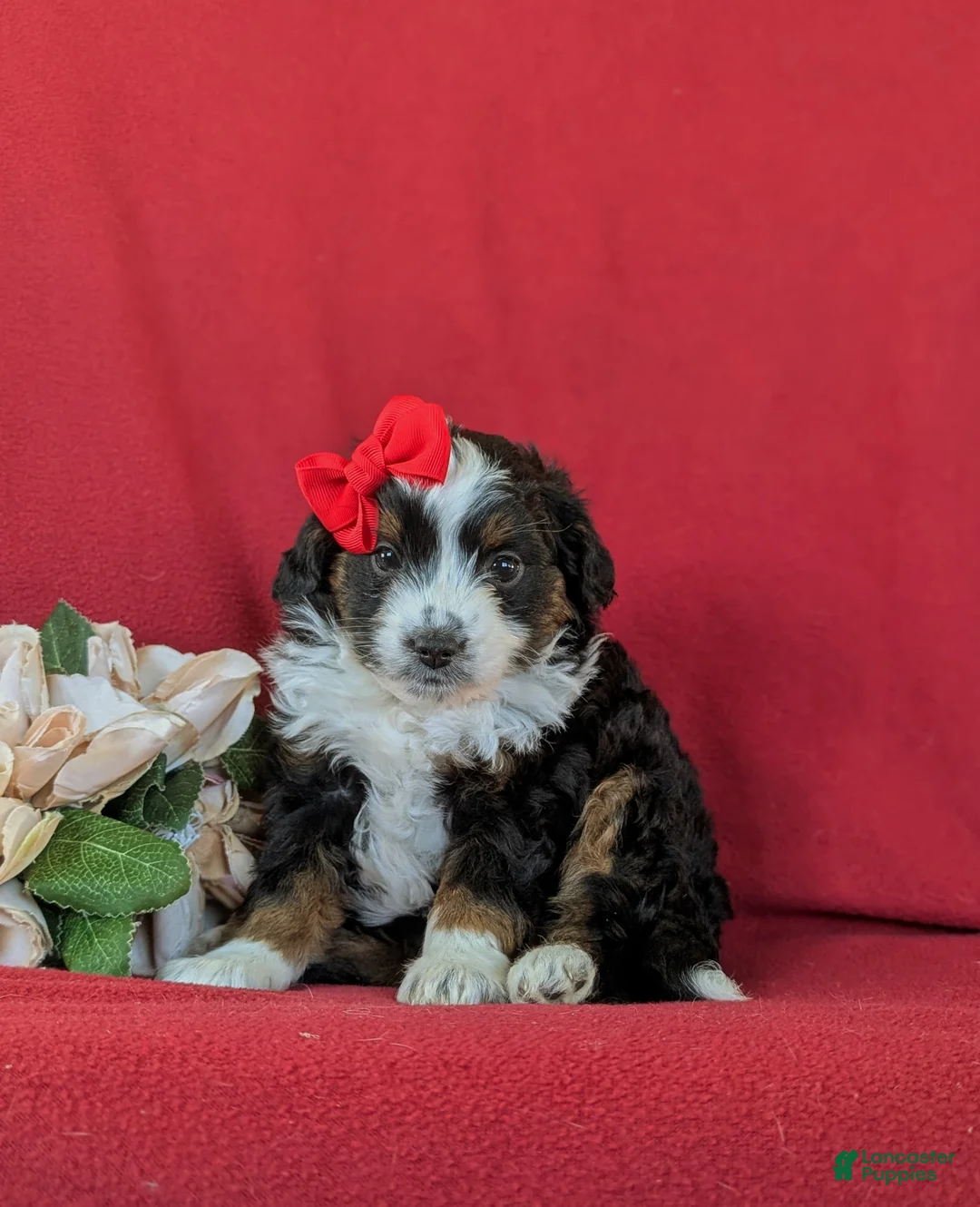 Mini Aussiedoodle dogs for sale: Lexie - Ad 1