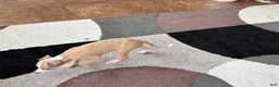 Italian Greyhound dogs for sale: Jaden  - Ad 8