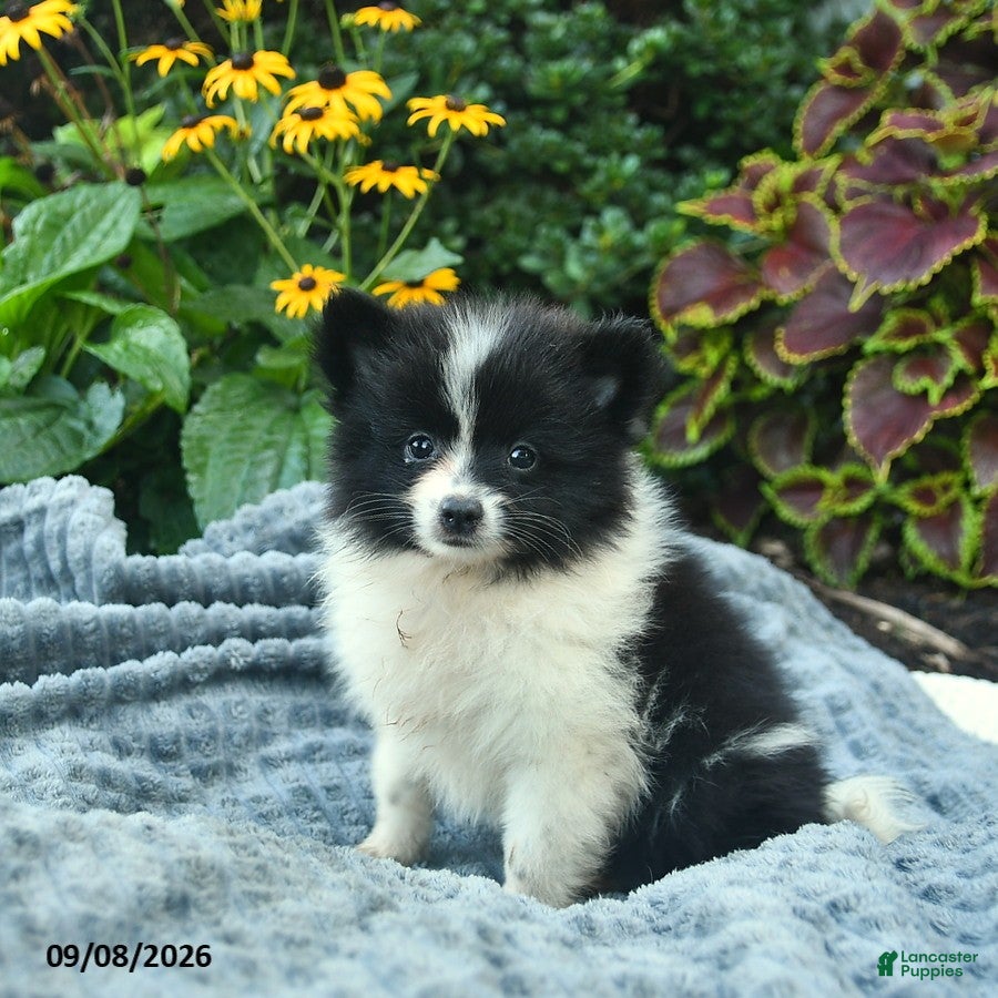 Pomeranian dogs Rocket  - Ad 2