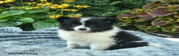 Pomeranian dogs for sale: Rocket  - Ad 2