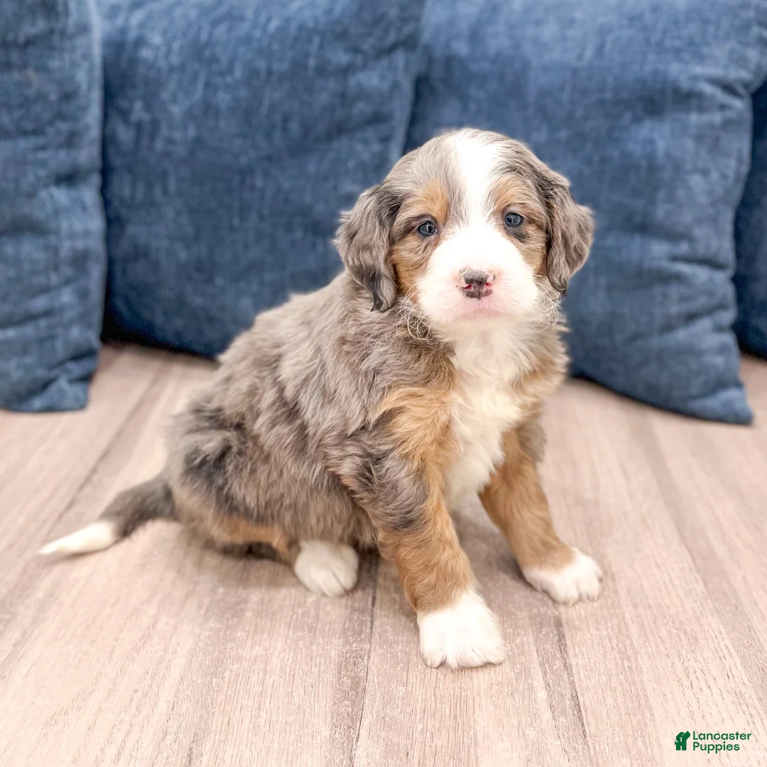 Mini Bernedoodle dogs for sale: Bentley - Ad 1