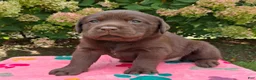 Labrador Retriever dogs for sale: Nash - Ad 12