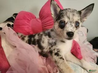 Pomsky dogs Daisy - Ad 17