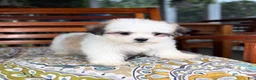 Malshi dogs for sale: Maverick  - Ad 5
