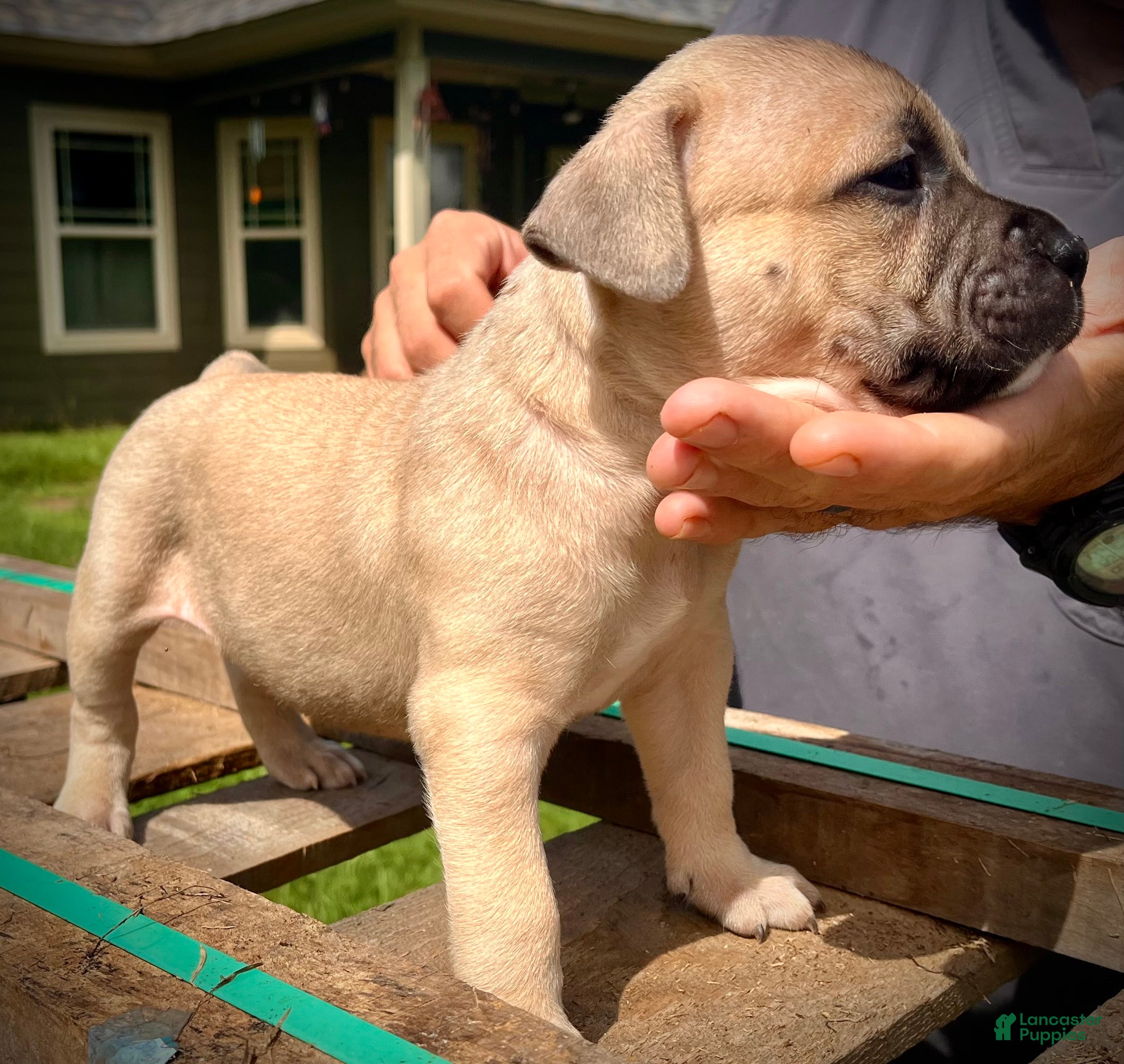 American Bully dogs American Bully Puppy 6 - Ad 1