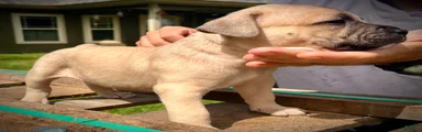 American Bully Puppy 6