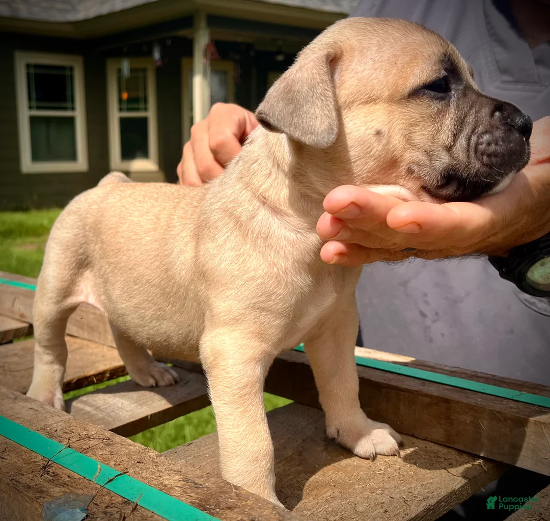 American Bully dogs for sale: American Bully Puppy 6 - Ad 1