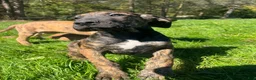 Great Dane dogs for sale: Wanda - Ad 2